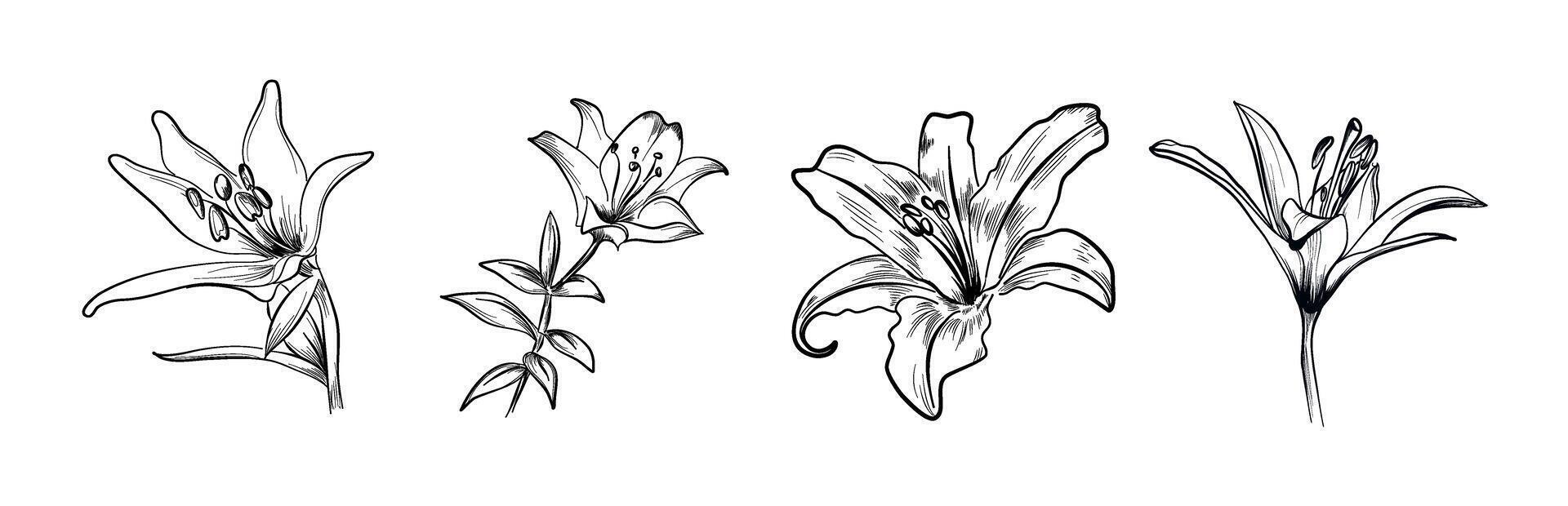 reeks van lelie bloemen hand getekend vector
