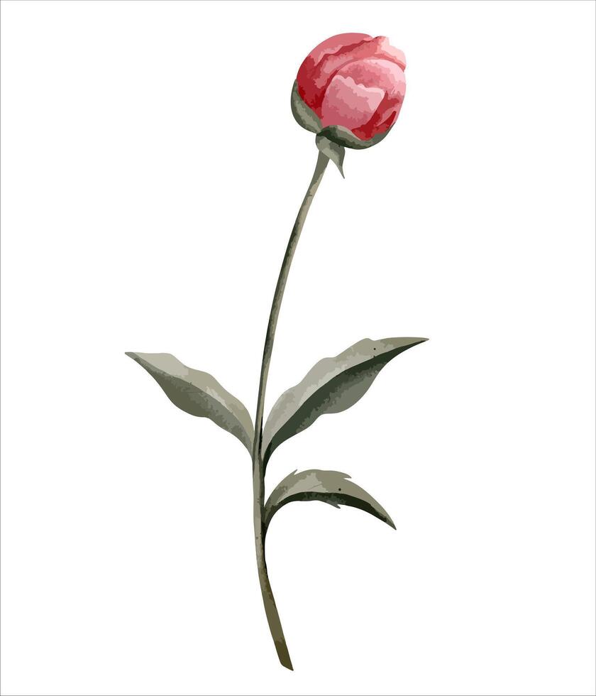 waterverf pioen bloem. botanisch geïsoleerd illustratie. hand- geschilderd bloemen element vector