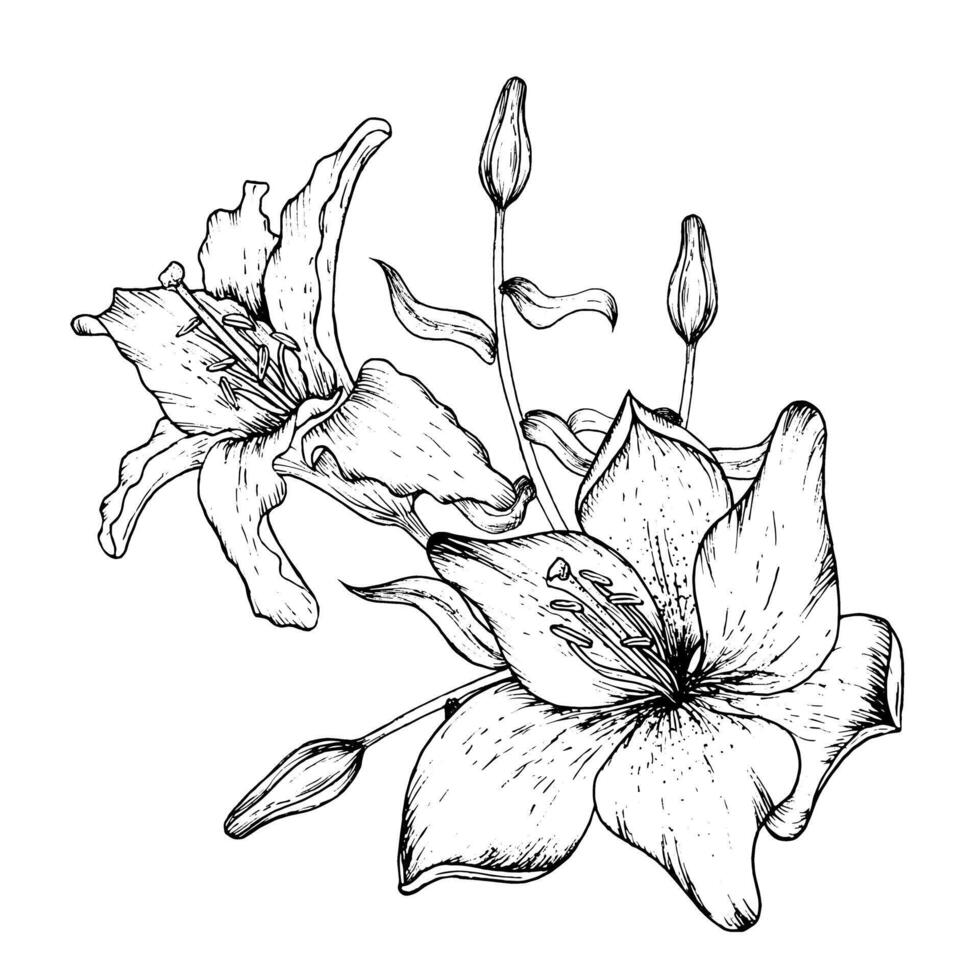 grafisch vector illustratie van bloemknoppen en bloemblaadjes van een lelie. zwart en wit hand- tekening.