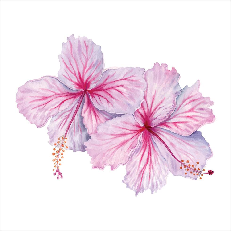 twee waterverf roze en wit hibiscus bloemen. hand- geschilderd bloesem geïsoleerd Aan wit achtergrond. realistisch delicaat bloemen element. hibiscus thee, siroop, cosmetica, schoonheid, mode afdrukken, ontwerpen vector