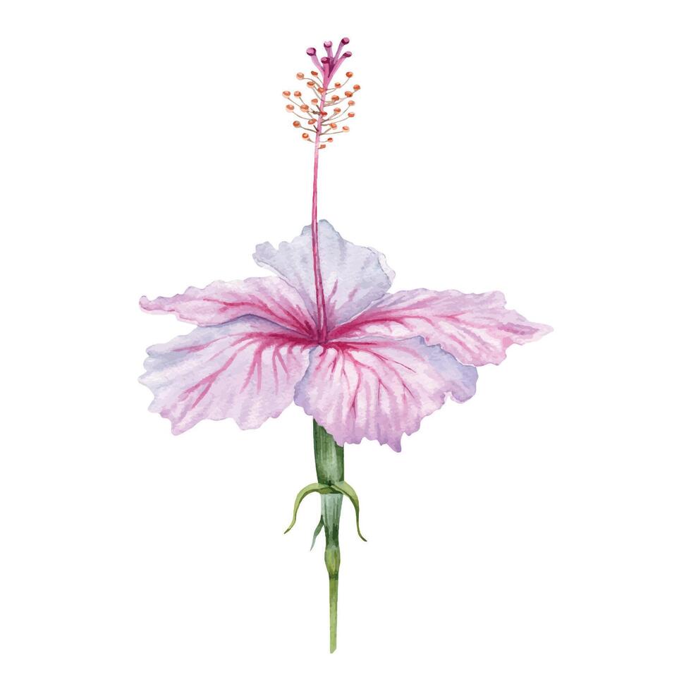 waterverf roze en wit hibiscus bloem. hand- geschilderd bloesem geïsoleerd vector. realistisch delicaat bloemen element. hibiscus thee, siroop, cosmetica, schoonheid, mode prints en ontwerpen vector