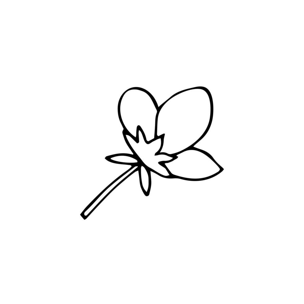 hand getekend botanisch bloem. element van tuin fabriek in doodle-stijl. geïsoleerd vector illustratie Aan wit achtergrond