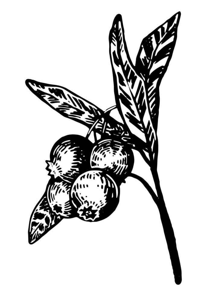 bosbes takje bessen clip art. zomer eetbaar oogst. hand- getrokken vector plantkunde illustratie. retro gravure stijl tekening geïsoleerd Aan wit achtergrond.
