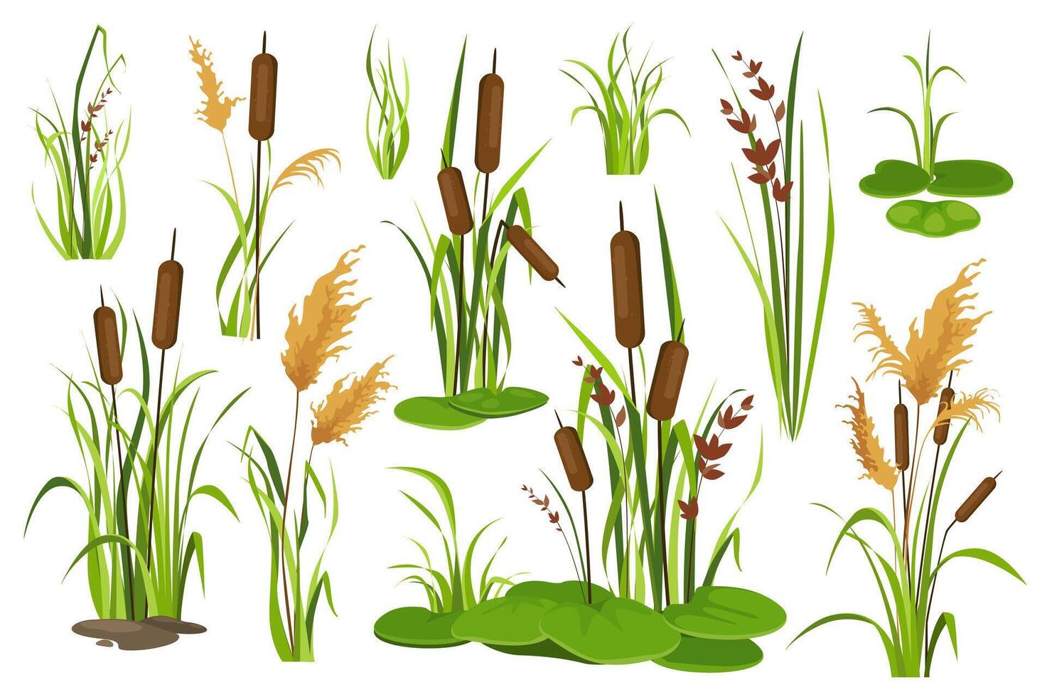 biezen en water planten voorwerpen mega reeks in grafisch vlak ontwerp. bundel elementen van verschillend types van moeras cattails, moeras riet, zegge en bloeiend stokken. vector illustratie geïsoleerd stickers