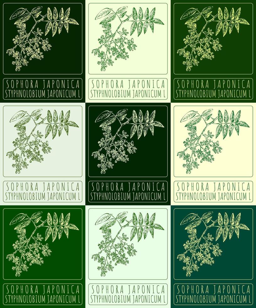 reeks van vector tekening sophora japonica in divers kleuren. hand- getrokken illustratie. de Latijns naam is styphnolobium japonicum ik.