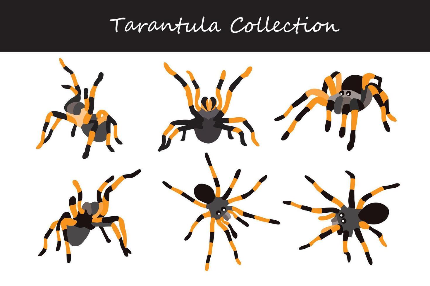 tarantula vector illustratie set. schattig tarantula geïsoleerd Aan wit achtergrond.