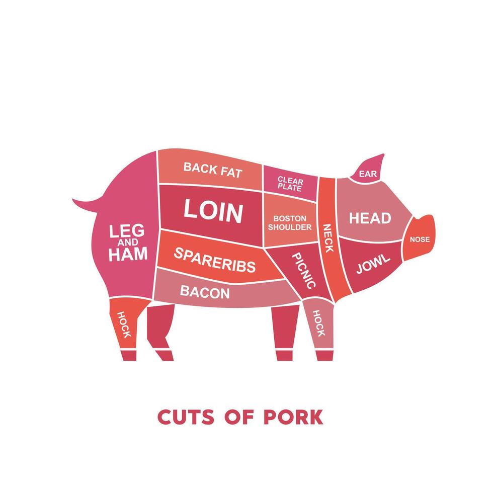 vector illustratie gids vlees bezuinigingen set. varkensvlees slager poster diagrammen en schema's.
