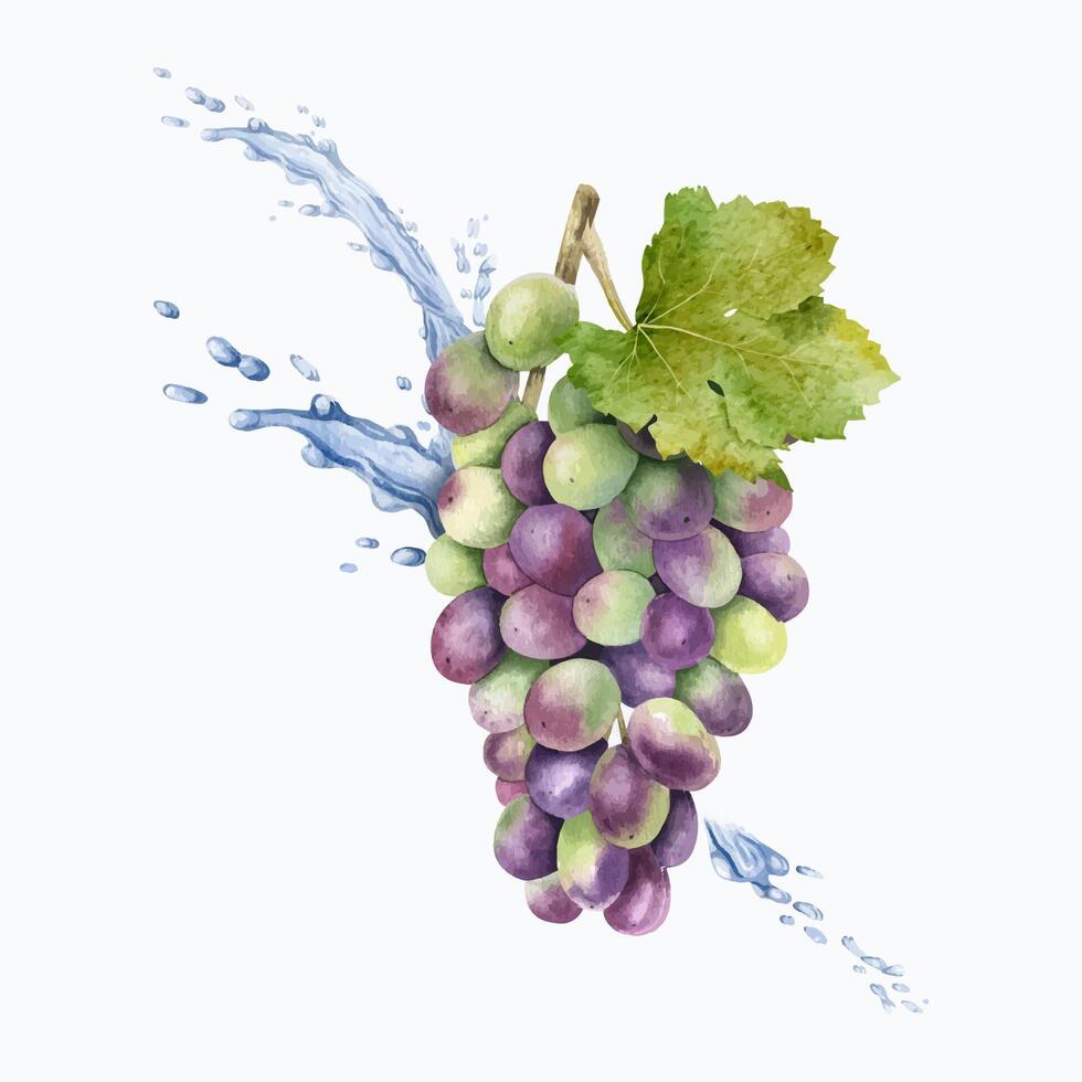 een bundel van rood druiven, blad en spatten water, druppels. wijnstok. geïsoleerd waterverf illustratie voor de ontwerp van etiketten van wijn, druif sap en cosmetica, kaarten vector