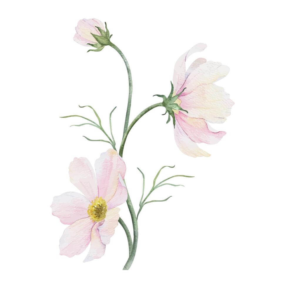 boeket van roze en wit cosmea bloemen. kosmos bipinnatus. geïsoleerd hand- getrokken waterverf illustratie van Mexicaans aster. zomer bloemen ontwerp voor bruiloft uitnodigingen, kaarten, textiel, omhulsel papier vector