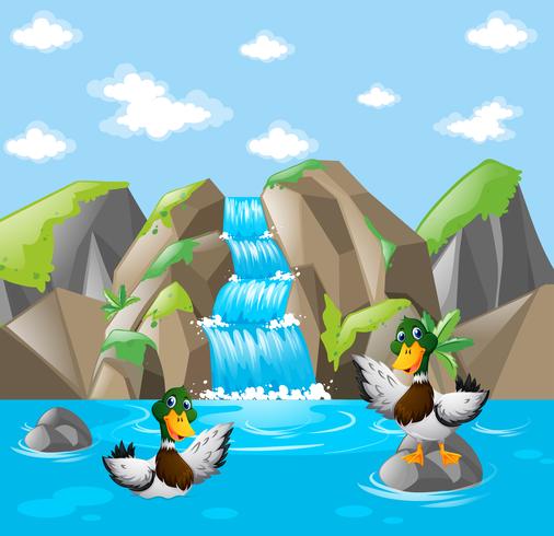 Twee eenden die in het water spelen vector