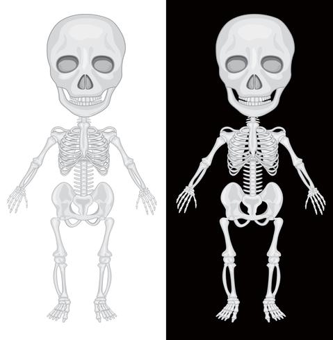 Skelet op zwarte en witte achtergrond vector