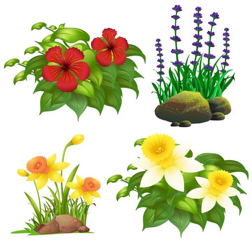 Verschillende soorten tropische bloemen vector