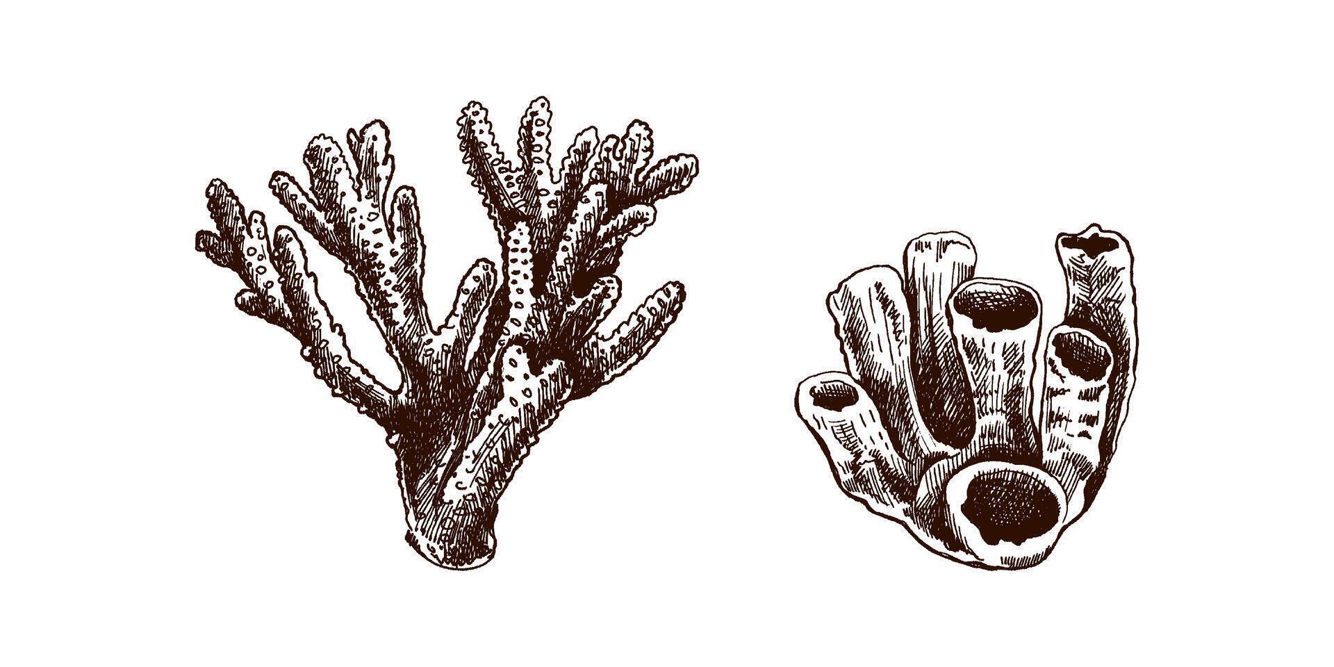 hand getekend schetsen reeks van divers koralen. tropisch rif elementen. vector gegraveerde illustraties. het beste voor nautische ontwerpen.
