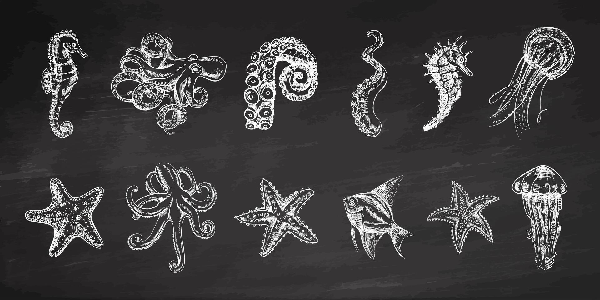 Octopus, vis, zeester, zeepaardjes, kwal set. hand- getrokken schetsen illustratie Aan schoolbord achtergrond. verzameling van realistisch schetsen van divers oceaan schepsels geïsoleerd Aan wit achtergrond. vector