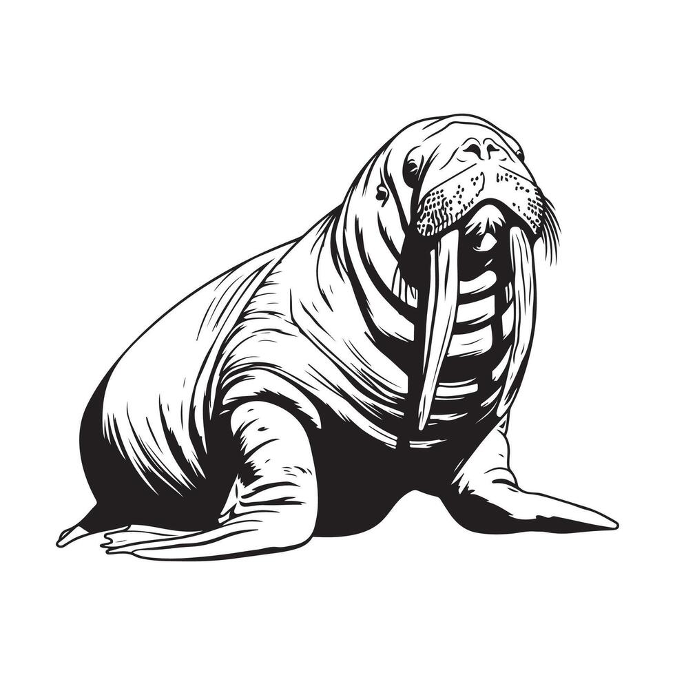 walrus vector kunst, pictogrammen, en grafiek