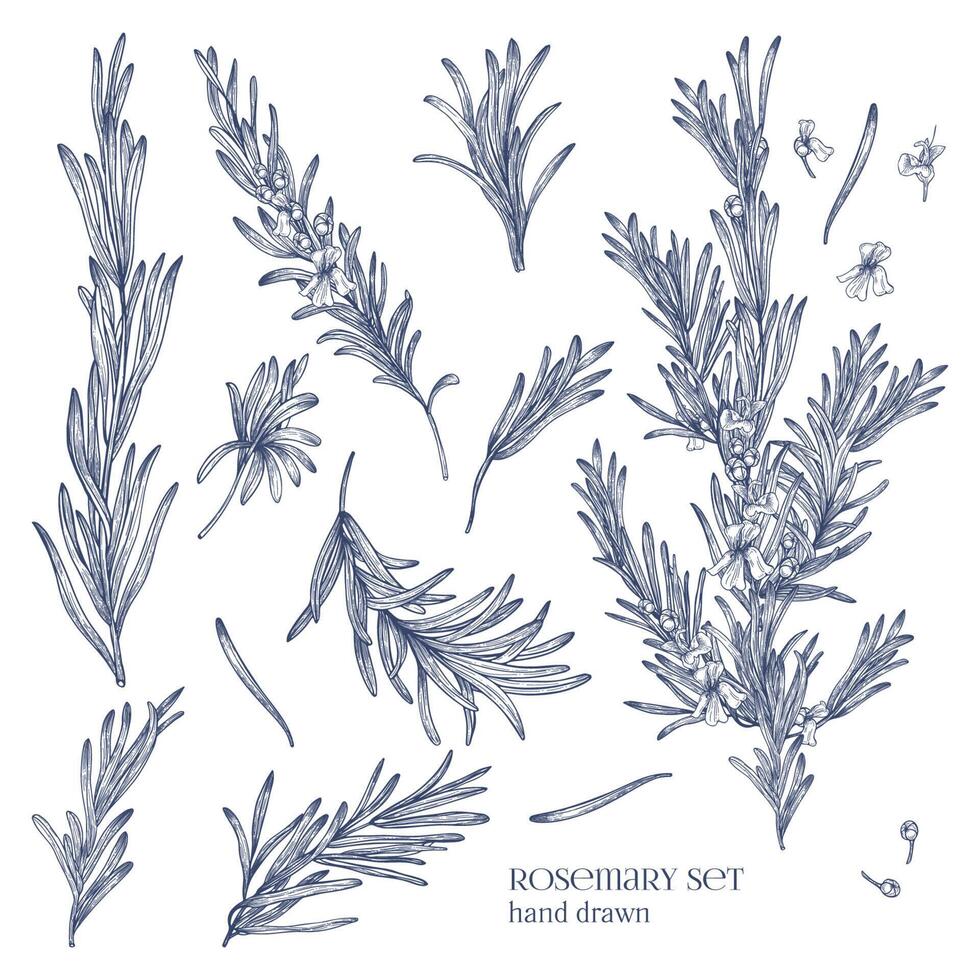 verzameling van monochroom tekeningen van rozemarijn planten met bloemen geïsoleerd Aan wit achtergrond. geurig kruid hand- getrokken in retro stijl. visie van verschillend hoeken. botanisch vector illustratie.