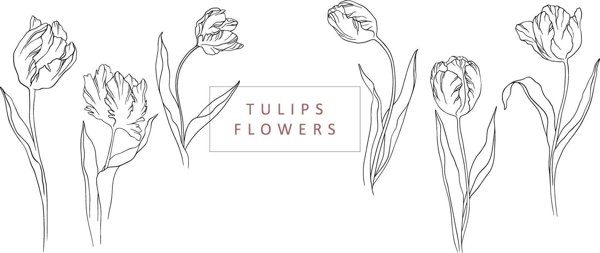 leven vector illustratie tulpen reeks silhouet contour bloemblaadjes bladeren zomer voorjaar plantkunde clip art vrouwen dag, moeder, bruiloft uitnodiging, sjabloon, groet kaart, bloemen ontwerp, bloemen, planten