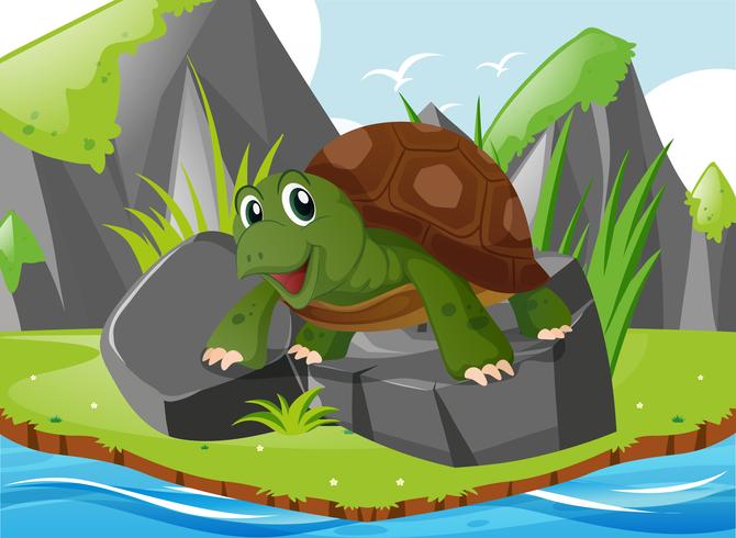 Leuke schildpad die zich op rotsen bevindt vector