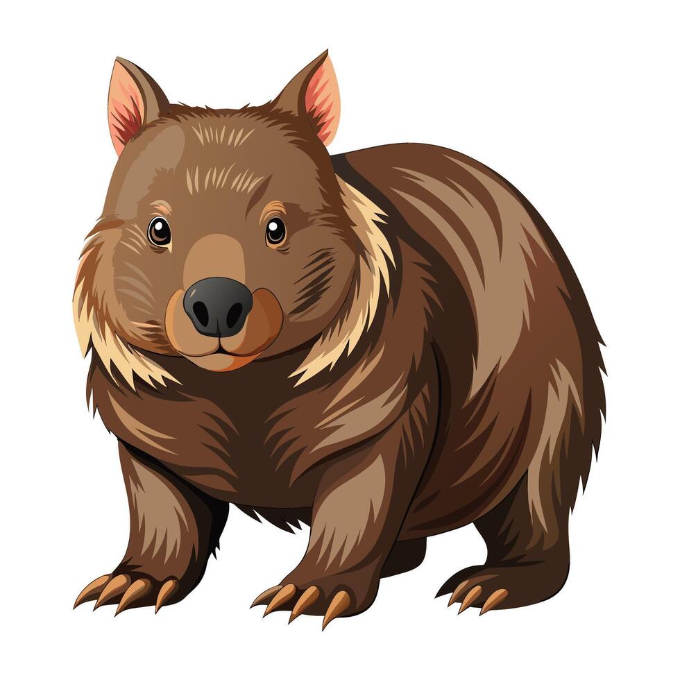 wombat illustratie Aan wit. vector