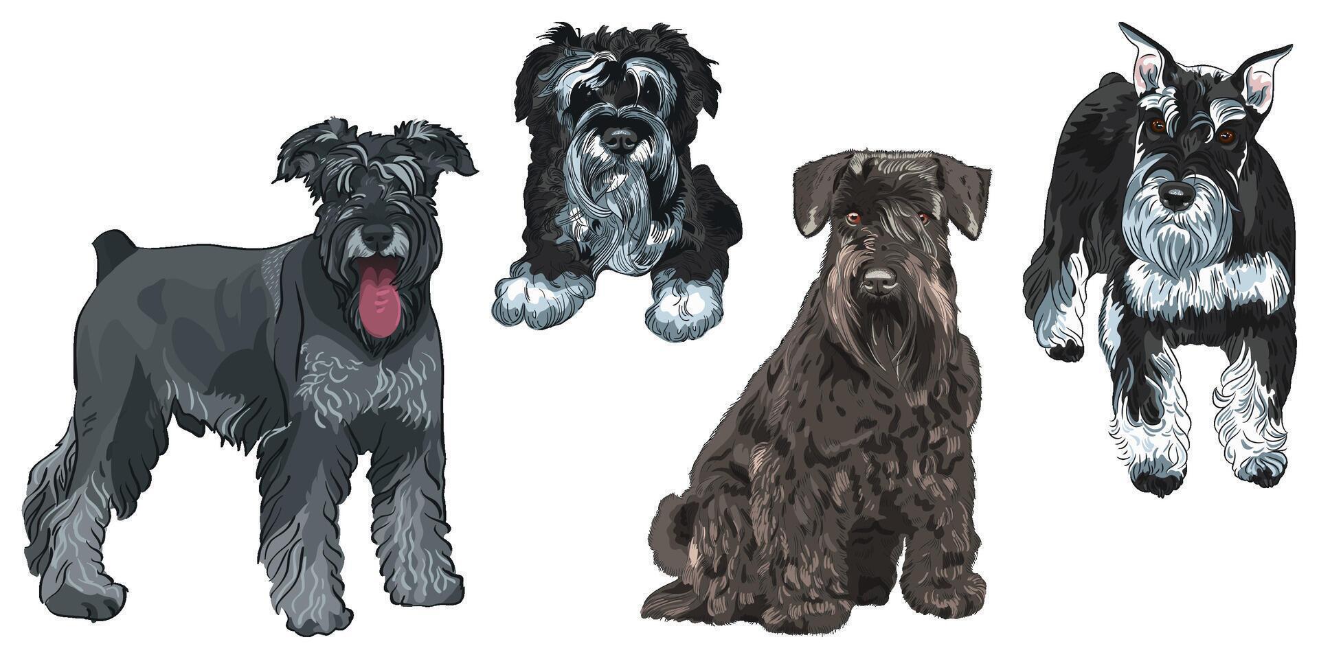 reeks miniatuur schnauzer honden vector