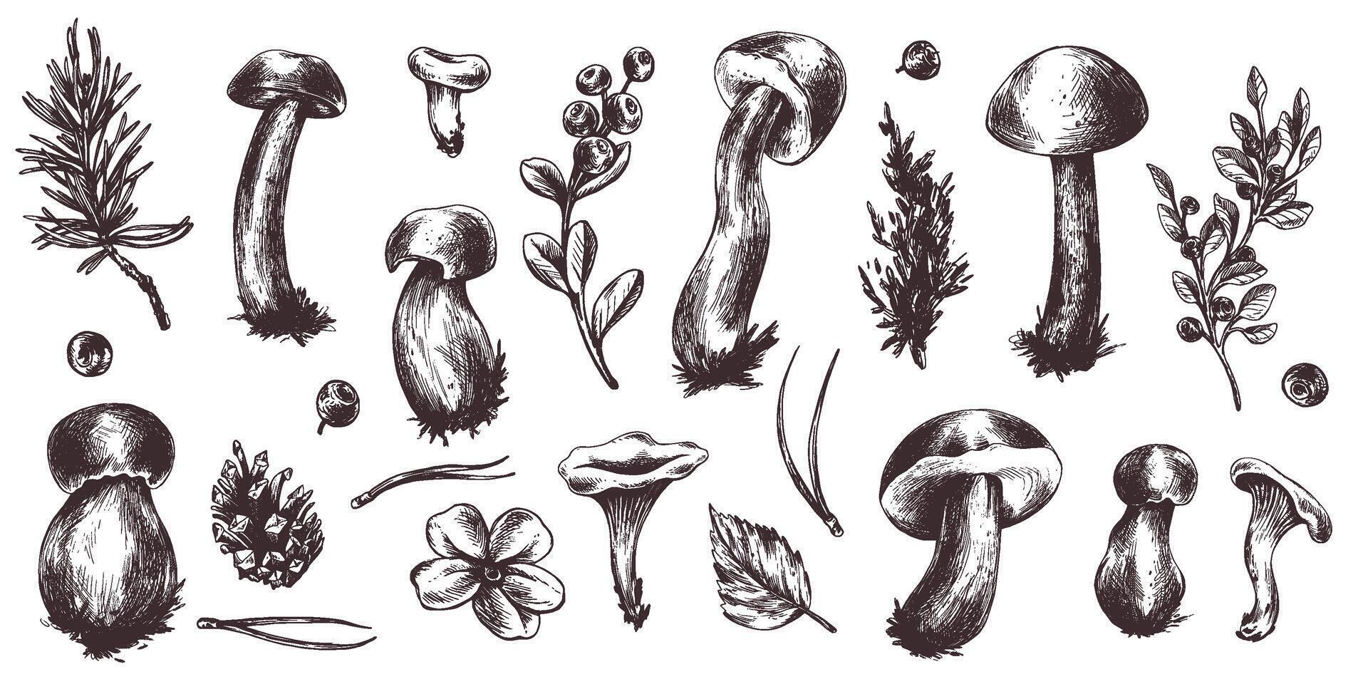 een reeks van Woud paddestoelen, boleet, cantharellen en bosbessen, bosbessen, takjes, kegels, bladeren. grafisch botanisch illustratie hand- getrokken in bruin inkt. voor herfst festival. reeks van elementen. vector