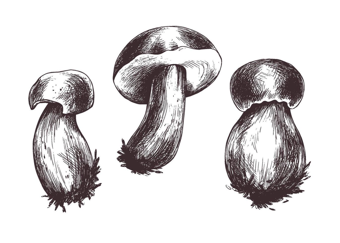 Woud eetbaar champignons boletus met een oranje pet en mos Aan een stang. grafisch botanisch illustratie hand- getrokken in bruin inkt. voor recepten, verpakking, herfst festival, oogst. reeks van elementen. vector