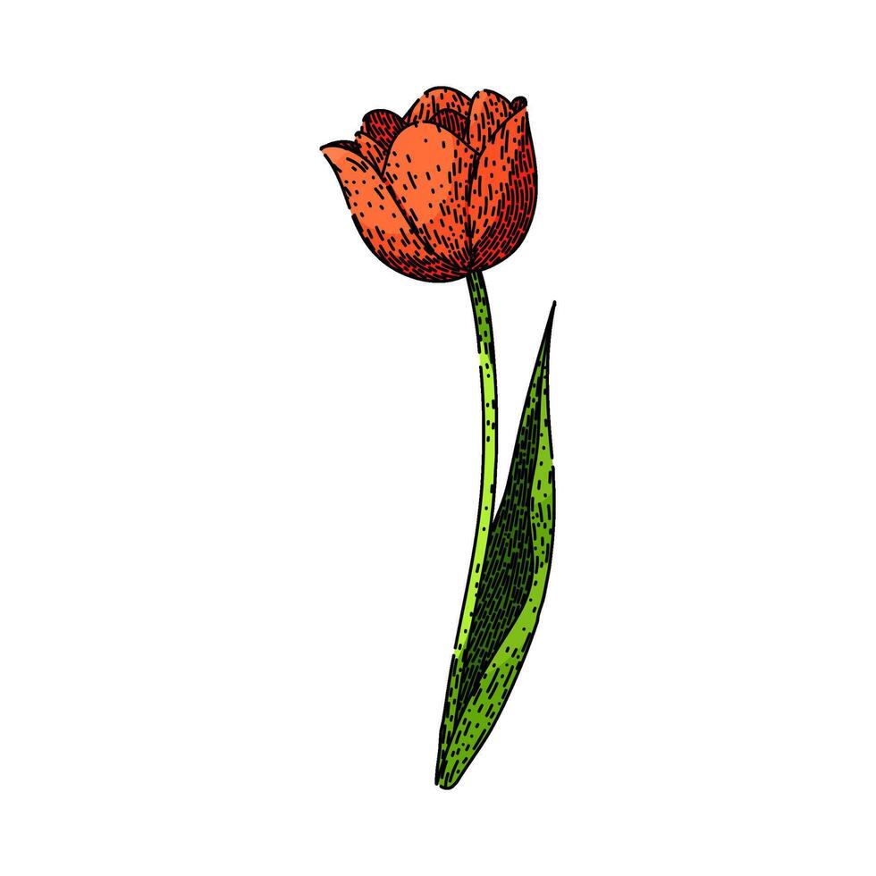 bloem tulp schetsen hand- getrokken vector