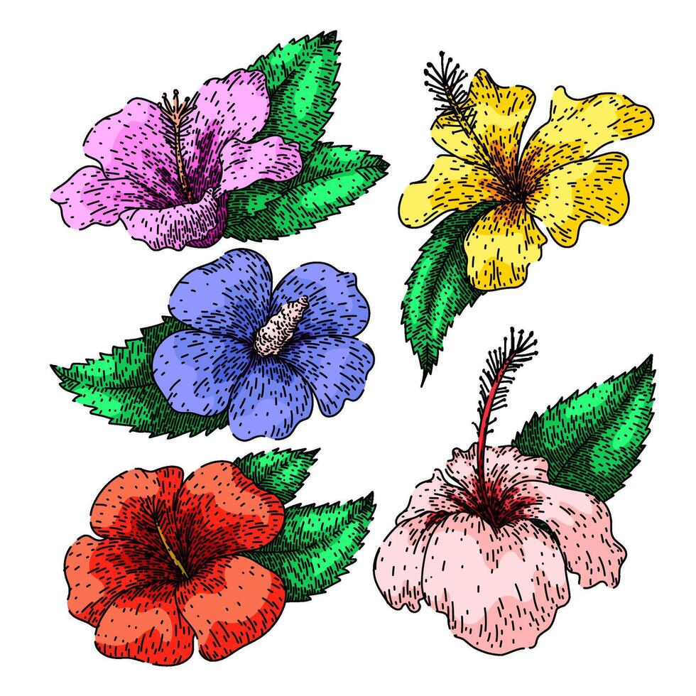 hibiscus reeks schetsen hand- getrokken vector