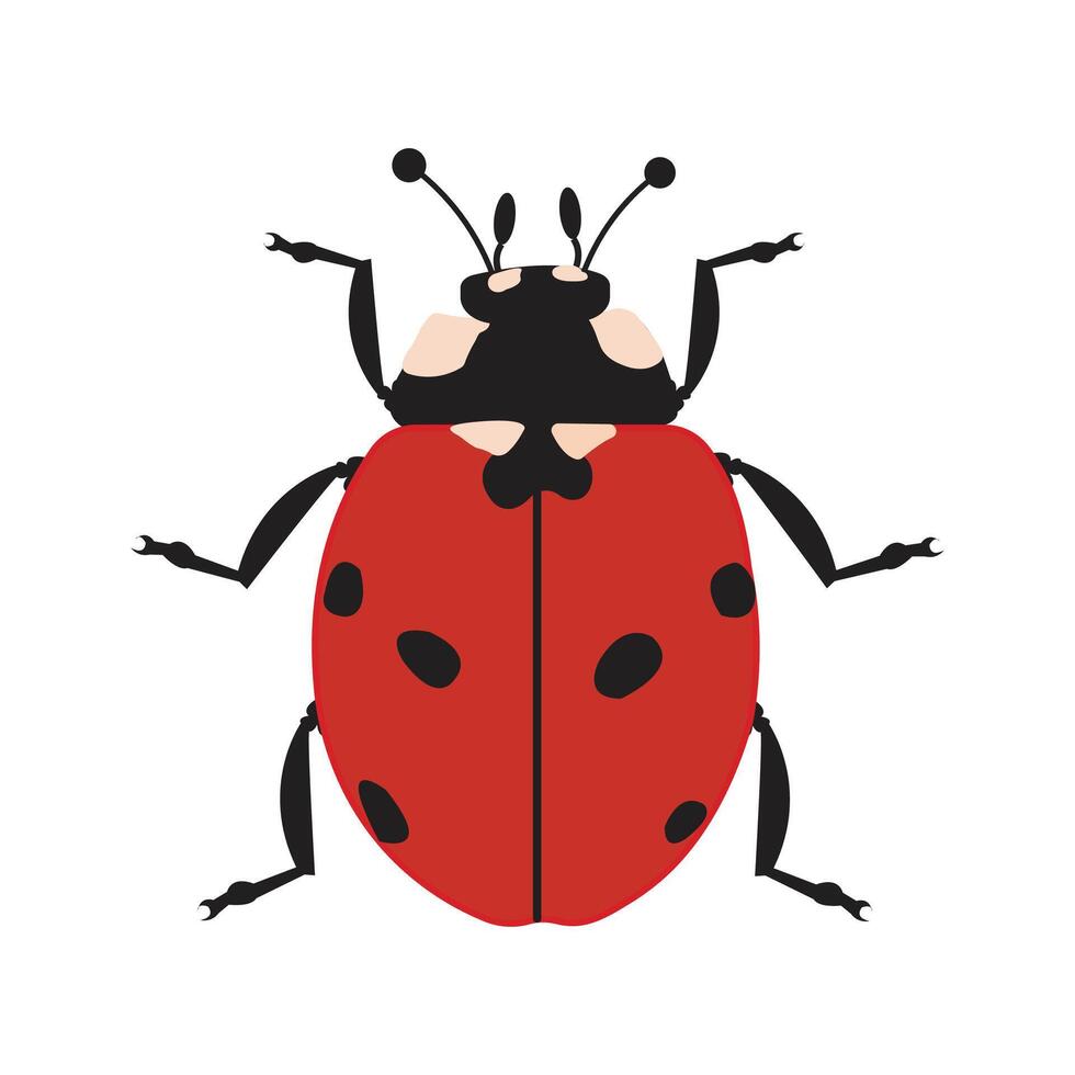 lieveheersbeestje vector illustrator