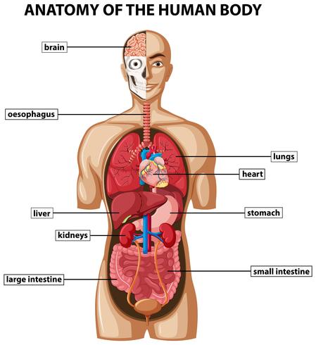 Diagram dat de anatomie van het menselijk lichaam met namen toont vector