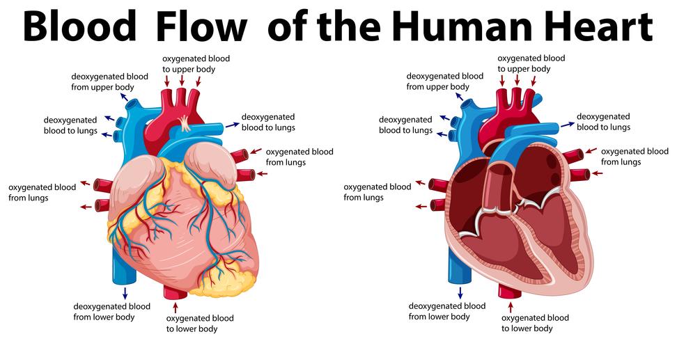 Bloedstroom van het menselijk hart vector
