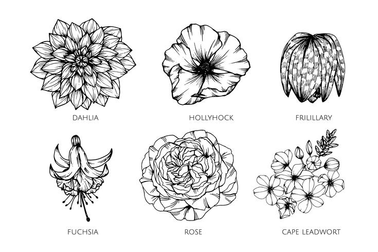 Inzamelingsreeks van de illustratie van de bloemtekening. vector