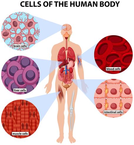 Cellen van het menselijk lichaam vector