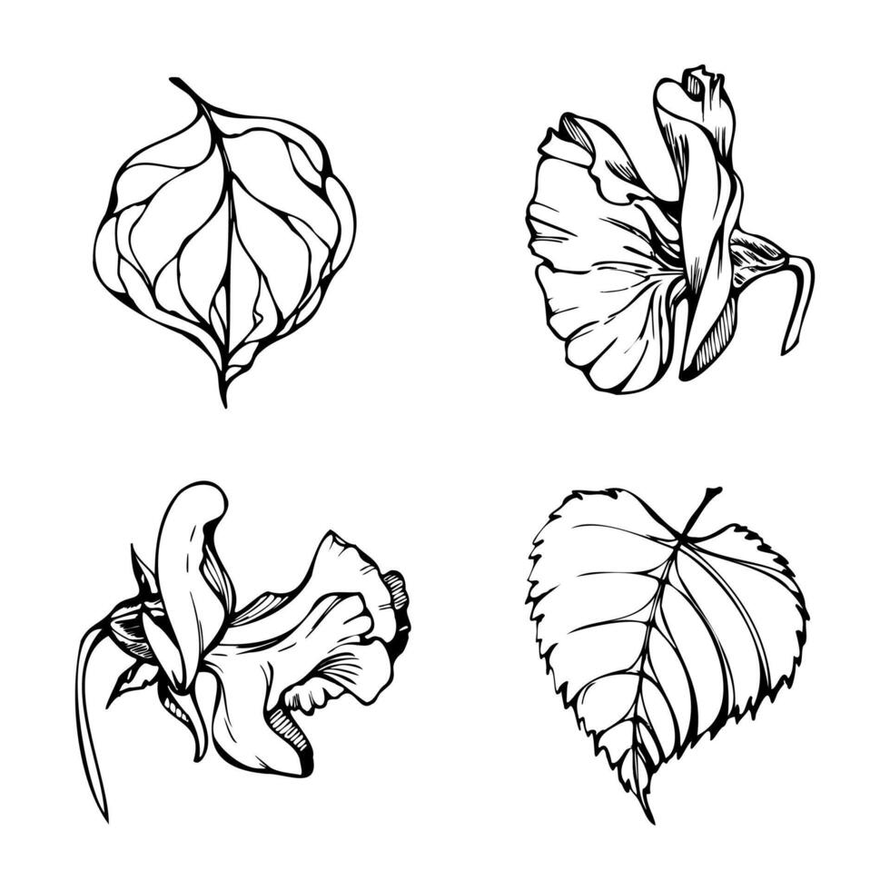 hand- getrokken vector grafisch inkt illustratie botanisch bloemen bladeren. zoet eeuwigdurend erwt, wikke winde peulvrucht ranken. single element geïsoleerd wit achtergrond. ontwerp bruiloft, kaarten, bloemen winkel