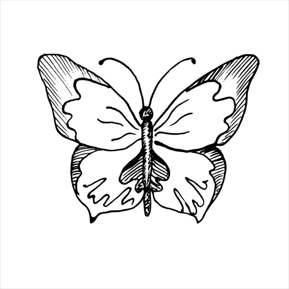 vector tekening van vlinder. hand- getrokken lineair illustratie van vliegend insect in zwart en wit kleuren. wijnoogst schets schetsen voor icoon of logo geschilderd door inkten voor groet kaarten