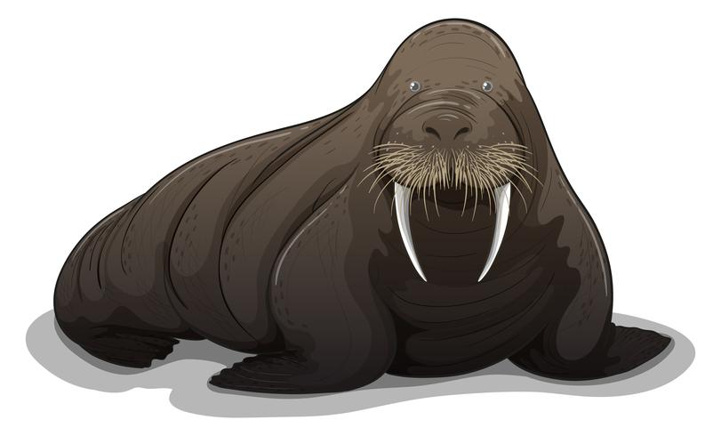 walrus vector