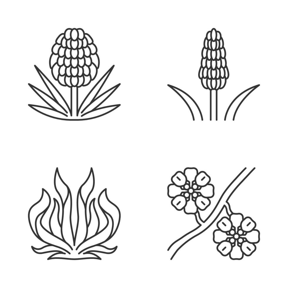 lineaire pictogrammen instellen. exotische flora. yucca, kniphofia, eeuwse plant, whitestem paperflower. dunne lijn contour symbolen. geïsoleerde vectoroverzichtsillustraties. bewerkbare streek vector