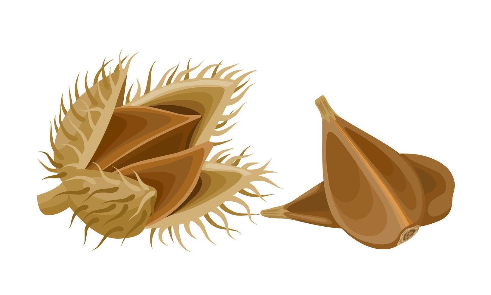 vector illustratie, beuken noten, wetenschappelijk naam fagus Sylvatica, geïsoleerd Aan wit achtergrond.
