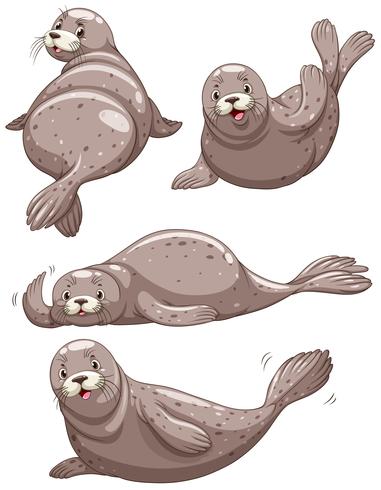 Vier zeehonden met een blij gezicht vector