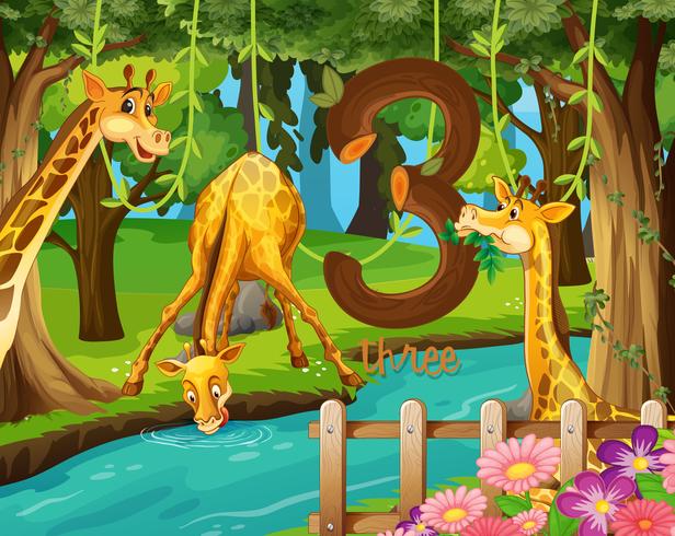 Drie giraffen naast het water vector