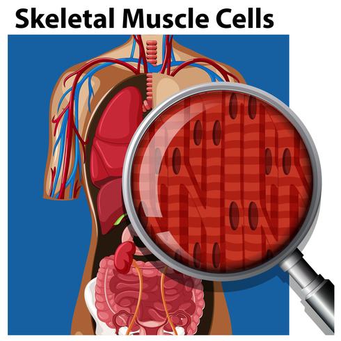 Een vector van skeletspiercellen