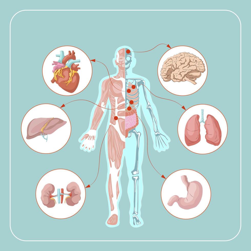 menselijk lichaam anatomie infographic van structuur van menselijk organen vector illustratie