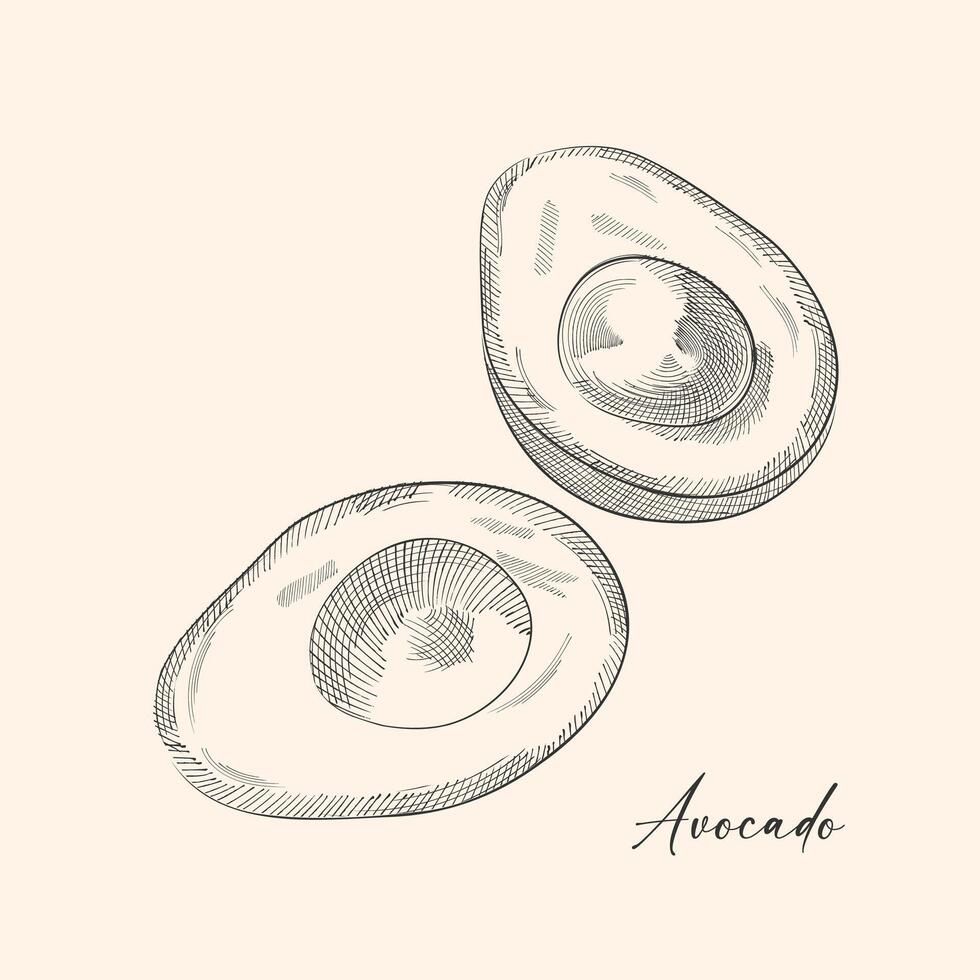 vector etsen illustratie van avocado Aan wit achtergrond. hand- tekening uitkomen