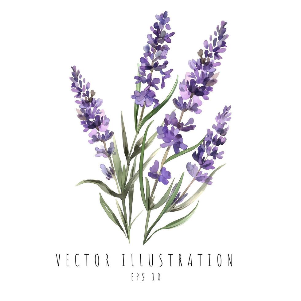 lavendel waterverf stijl geïsoleerd Aan wit achtergrond. vector illustratie