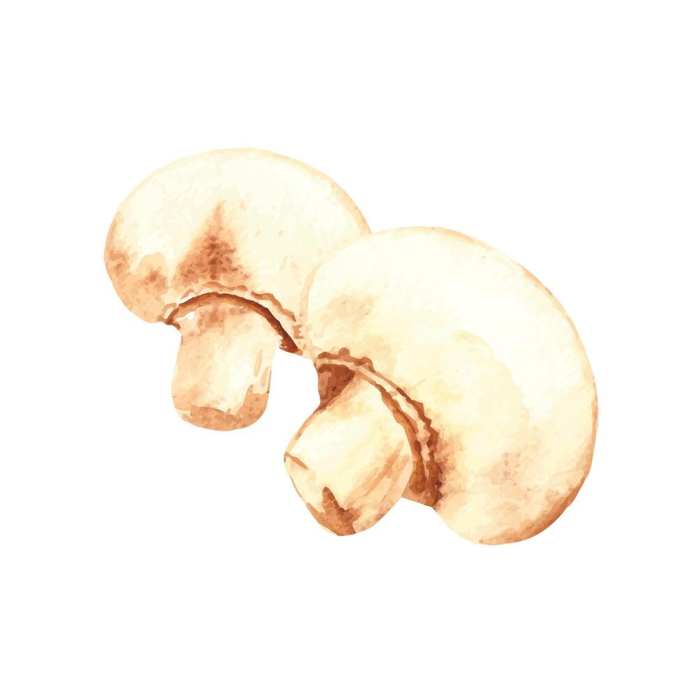 waterverf vers champignon champignons samenstelling. hand- geschilderd groente illustratie in wijnoogst stijl. vector