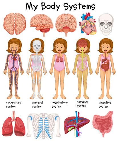Menselijk lichaamssystemen diagram vector