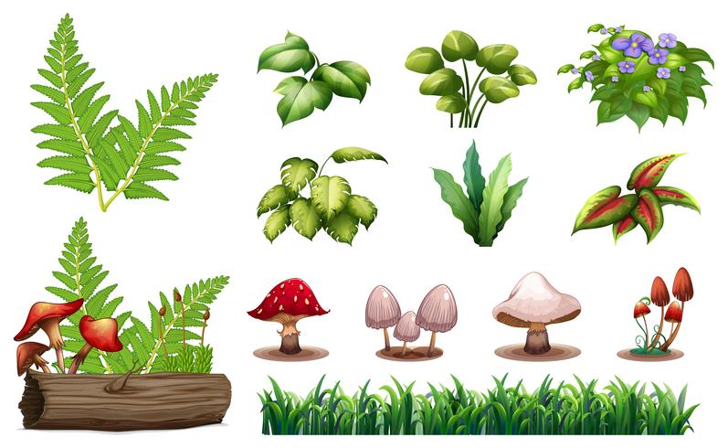 Set van bosplanten vector
