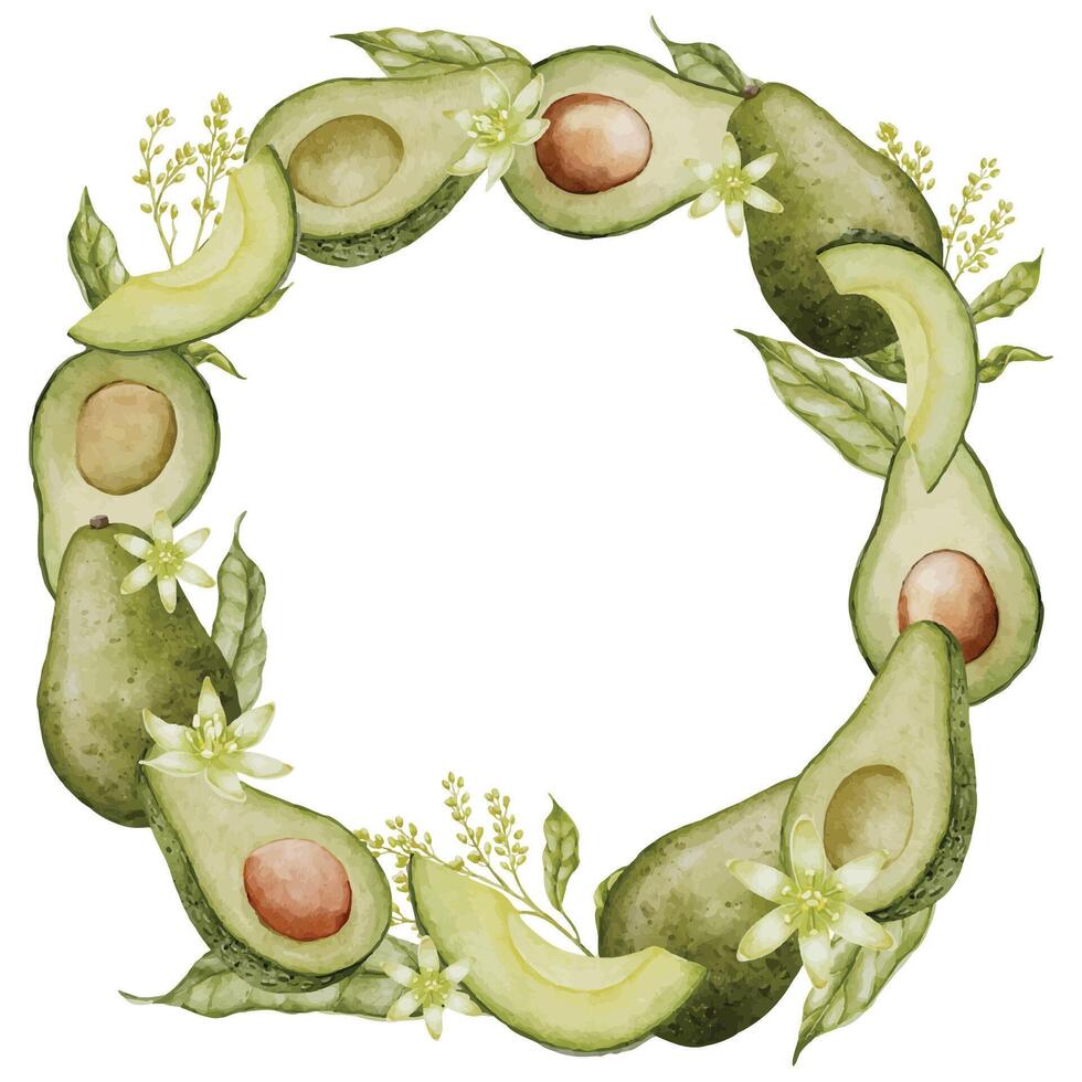 avocado circulaire kader grens. waterverf krans met tropisch fruit. hand- getrokken geïsoleerd voedsel illustratie Aan geïsoleerd achtergrond. schilderij van groente fabriek. botanisch tekening voor etiket sjabloon. vector