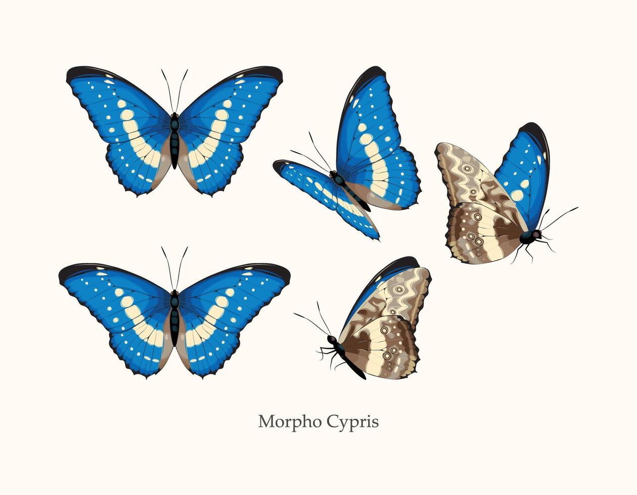 Morpho vlinder vector kunst in meerdere verschillend keer bekeken en poses
