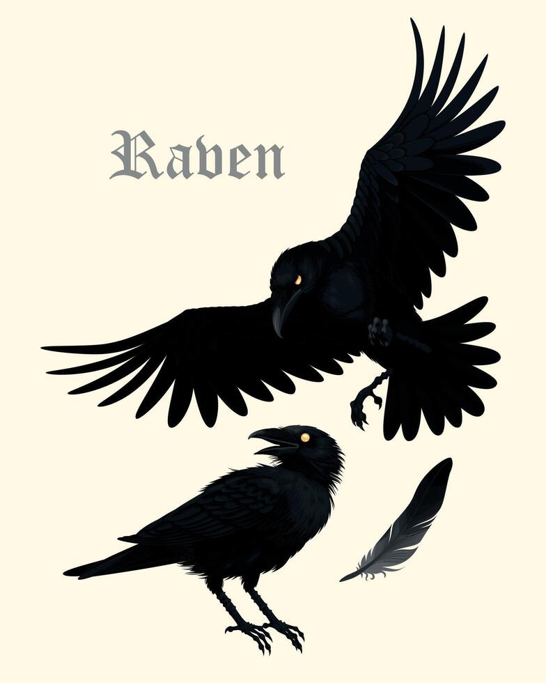 vector reeks van hoog gedetailleerd zwart raven en zwart veer